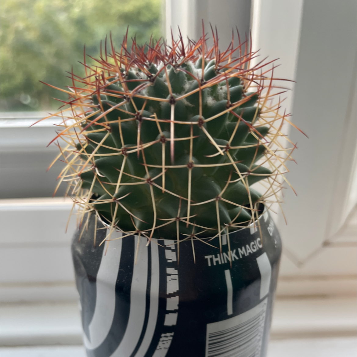 Photo of the plant species Coryphantha poselgeriana by @PunctiliousTawa named Etamina on Greg, the plant care app