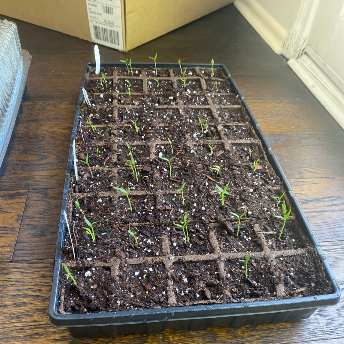 Tray of young Jalapeño Pepper seedlings in soil cells, early growth stage.