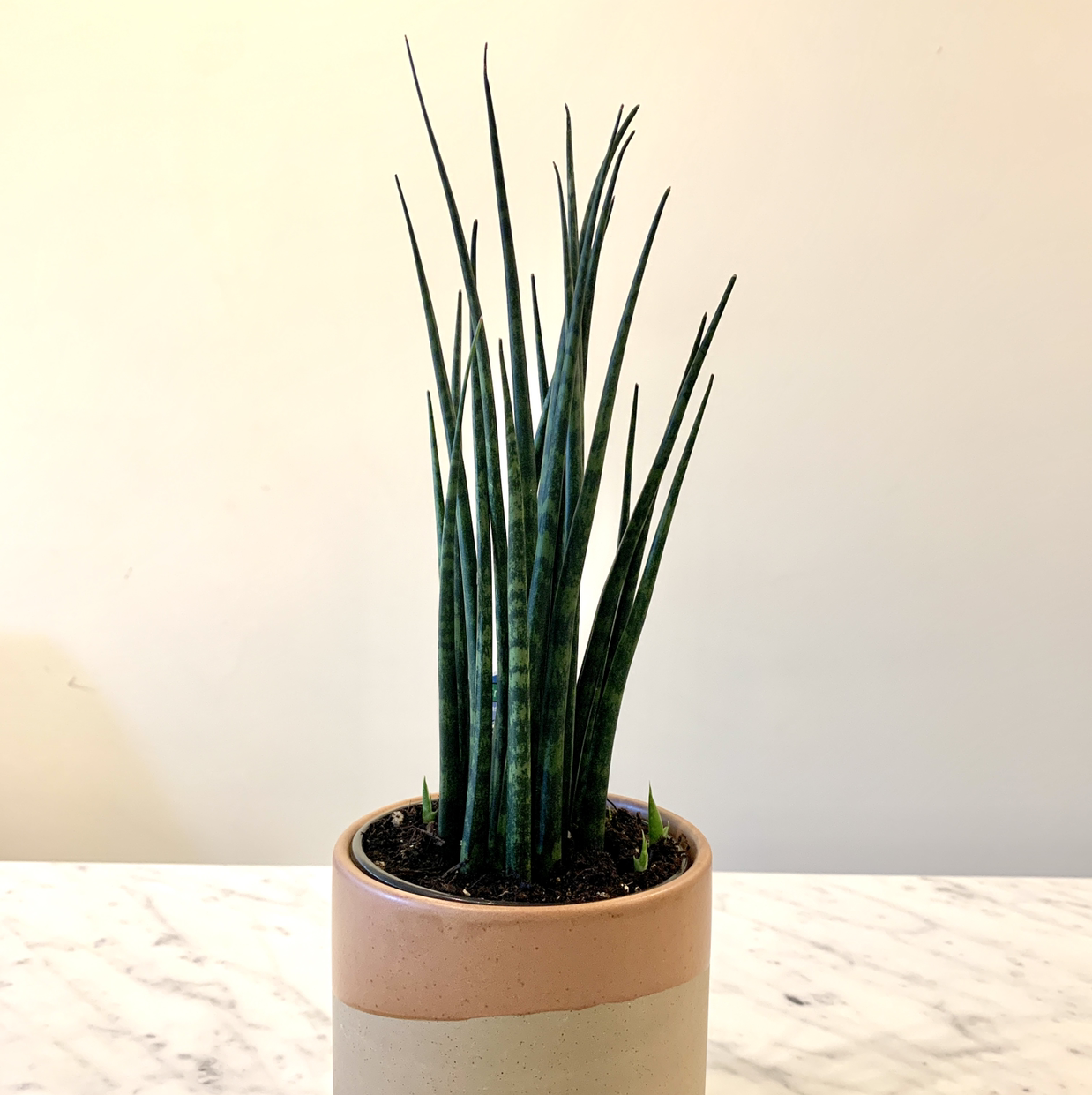 Cylindrical Snake Plant plant photo by @lololiv named Dennis on Greg, the plant care app.