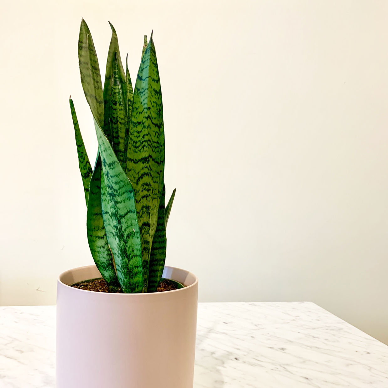 Snake Plant plant photo by @lololiv named Deandra on Greg, the plant care app.