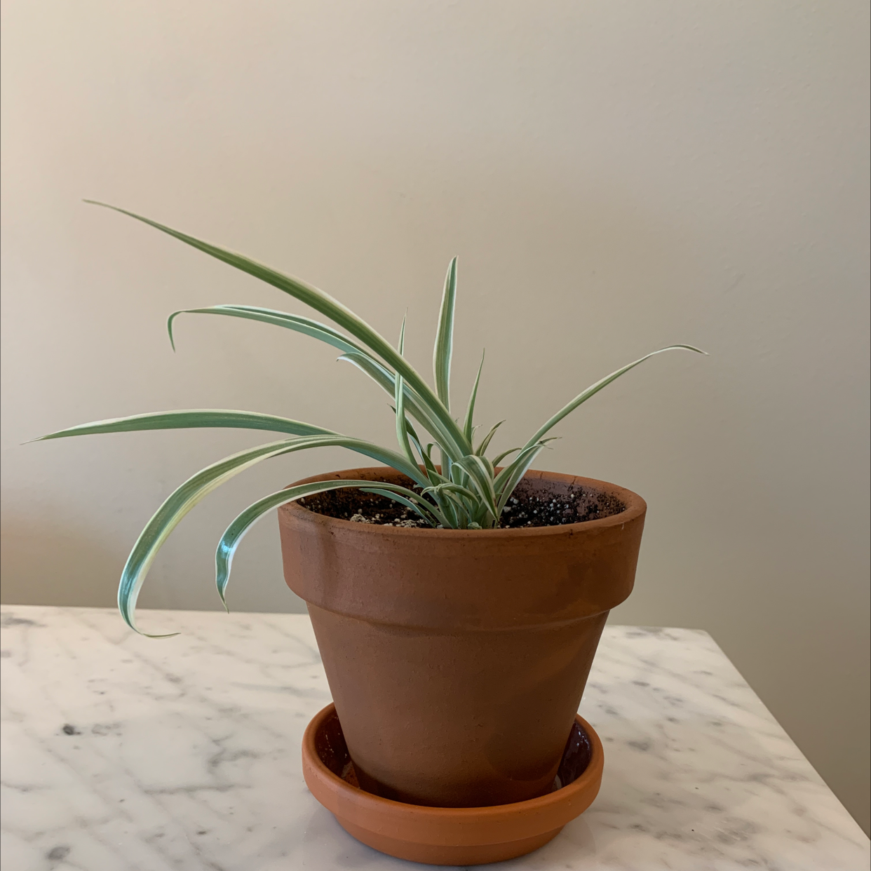 Spider Plant plant photo by @lololiv named Frank on Greg, the plant care app.