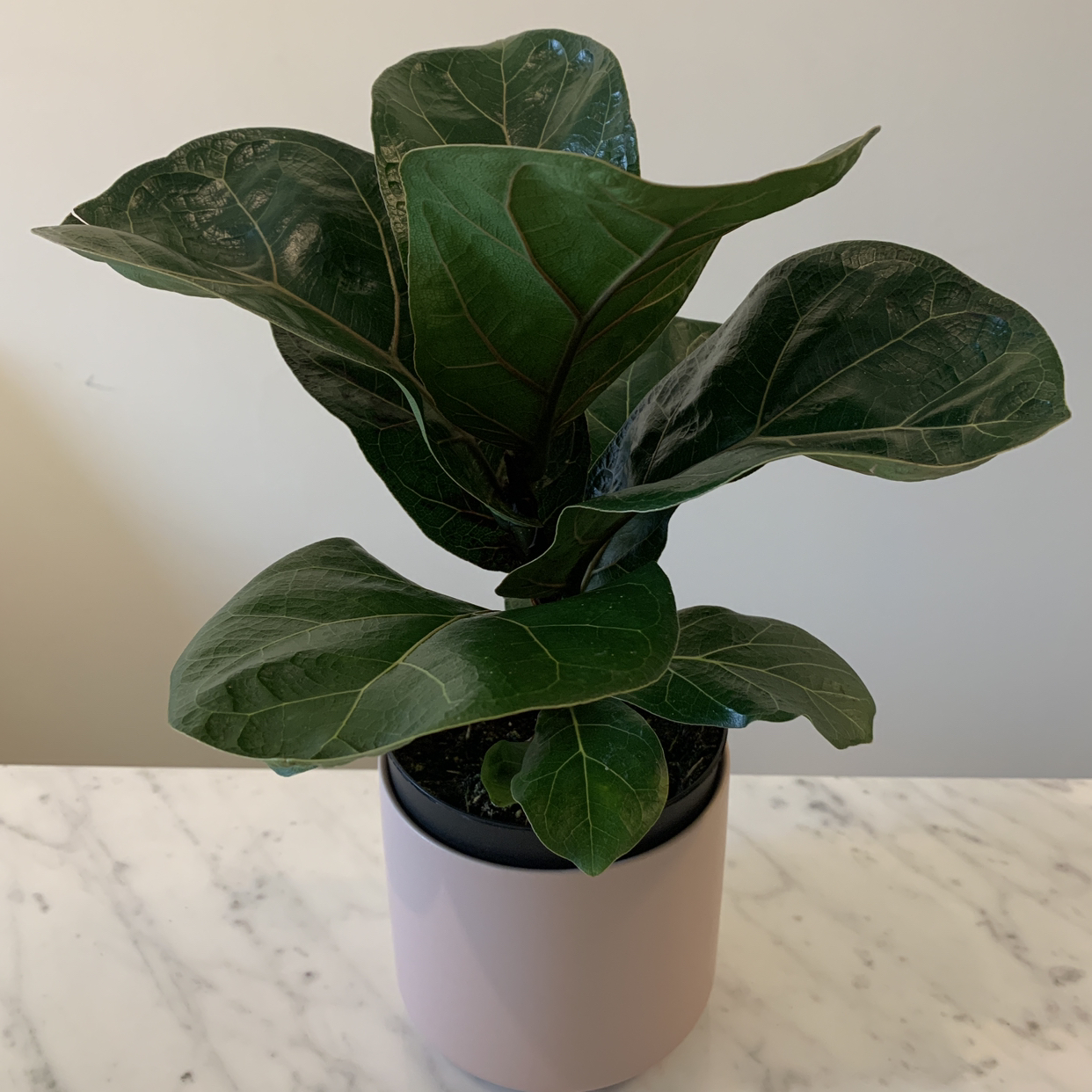 Fiddle Leaf Fig plant photo by @lololiv named Carmen on Greg, the plant care app.