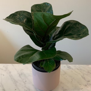 Fiddle Leaf Fig plant photo by Lololiv named Carmen on Greg, the plant care app.