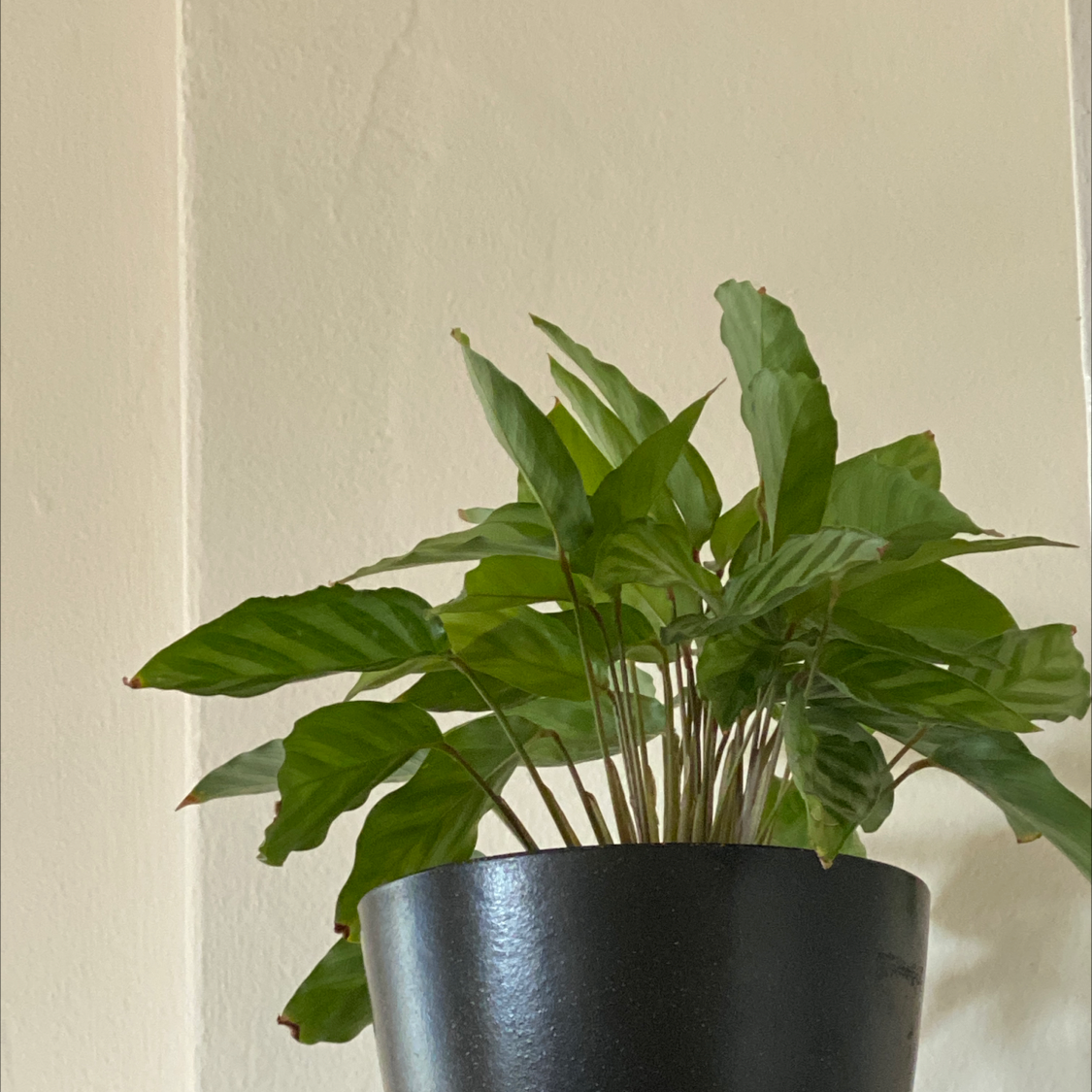 Calathea 'Freddie' plant in a black pot with minor browning on leaf edges.