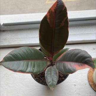 Ficus 'Ruby' plant in Milwaukee, Wisconsin