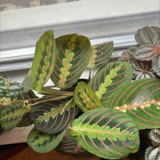 Red Prayer Plant plant in Milwaukee, Wisconsin