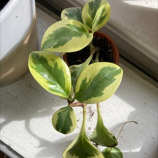 Baby Rubber Plant plant in Milwaukee, Wisconsin