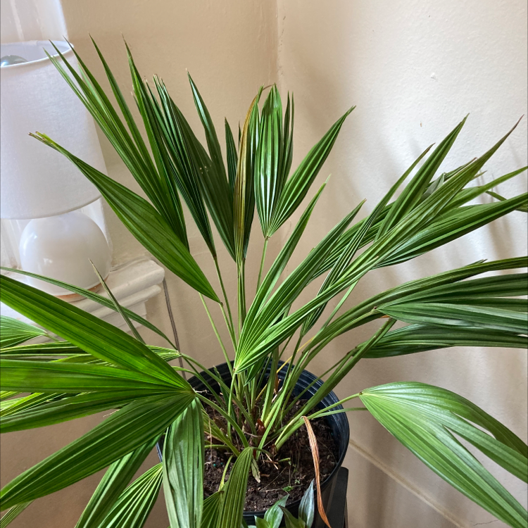 Photo of the plant species Fountain Palm by @jungleat1544 named palm on Greg, the plant care app