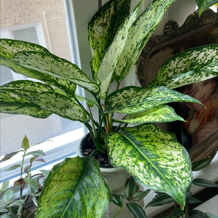 Aglaonema 'Spring Snow' plant with vibrant green and white variegated leaves in a pot by a window.