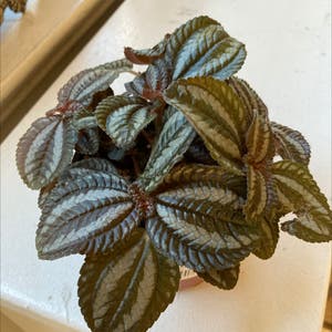 3'' from California Tropicals Pilea Silver Tree
