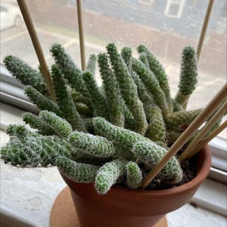 Lady Finger Cactus plant in Milwaukee, Wisconsin