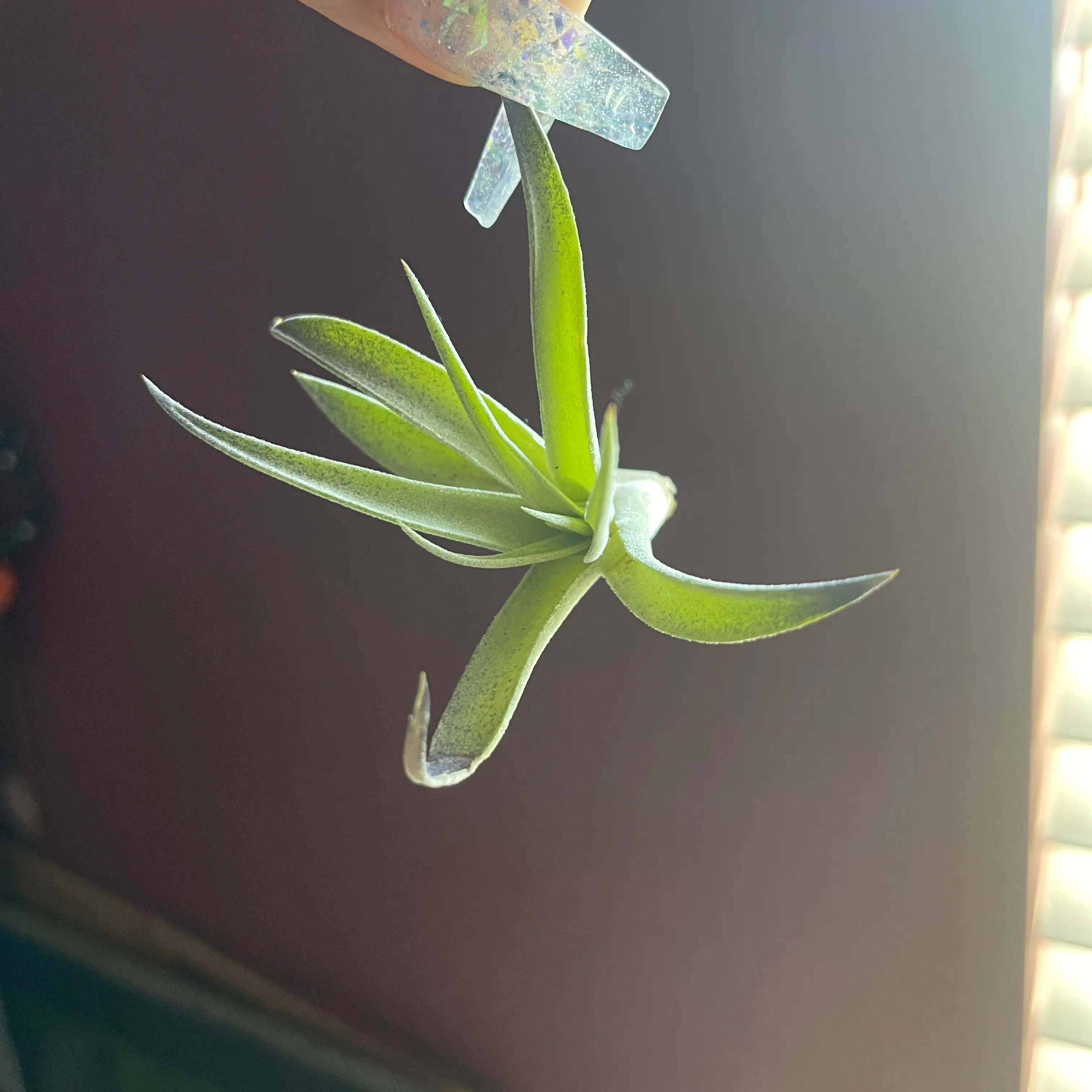 Aeranthos Air Plant held by a hand, healthy green leaves, blurred background.