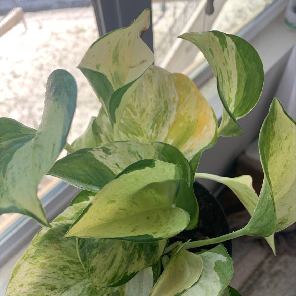 Photo of the plant species Manjula Pothos by @blairular named Einstein on Greg, the plant care app