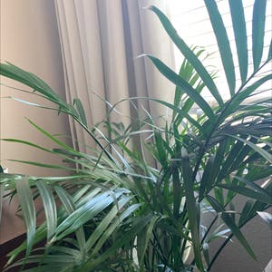 Cat Palm plant photo by @blairular named Lola on Greg, the plant care app.