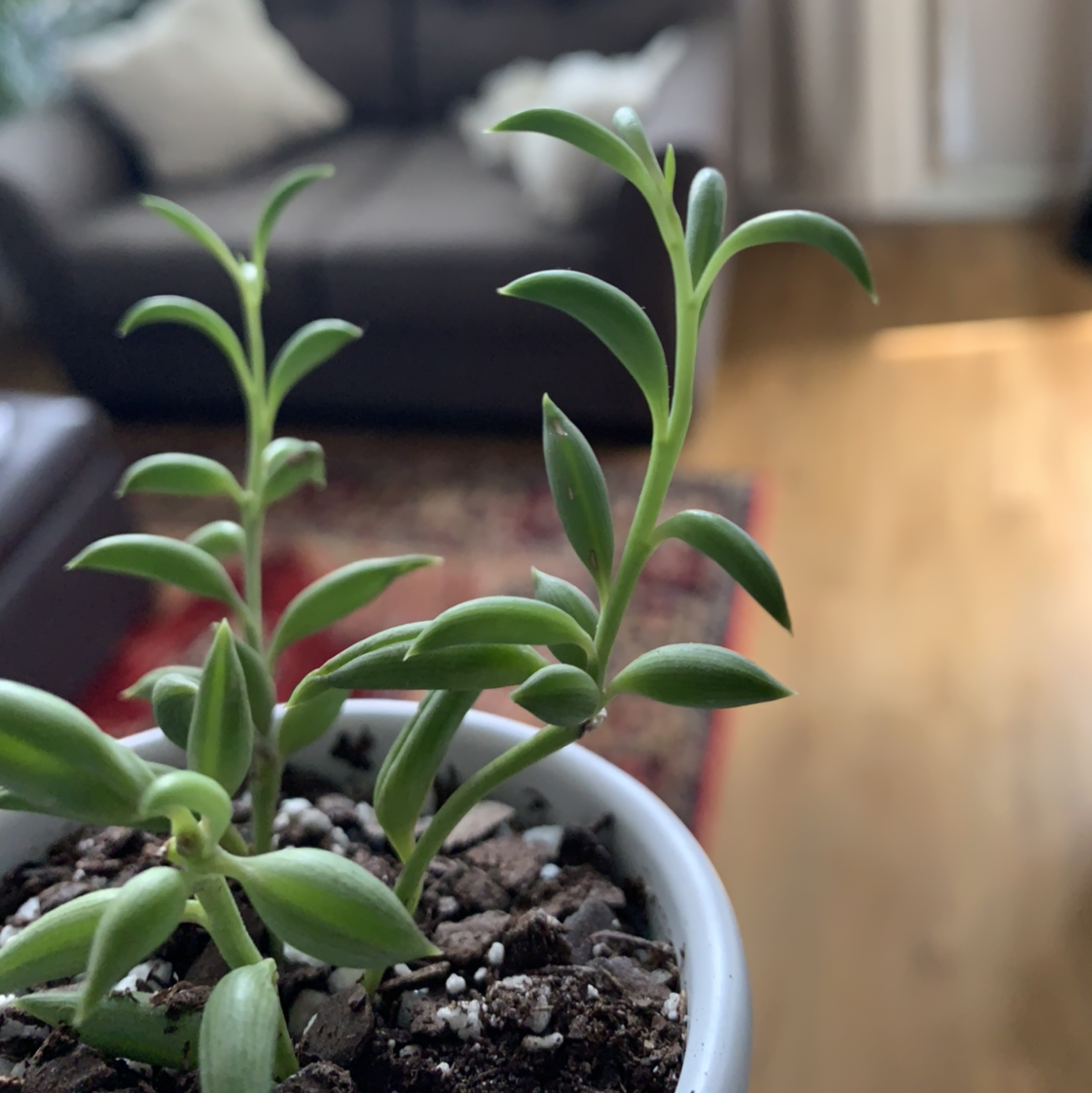 String of Bananas plant photo by @blairular named Athena on Greg, the plant care app.