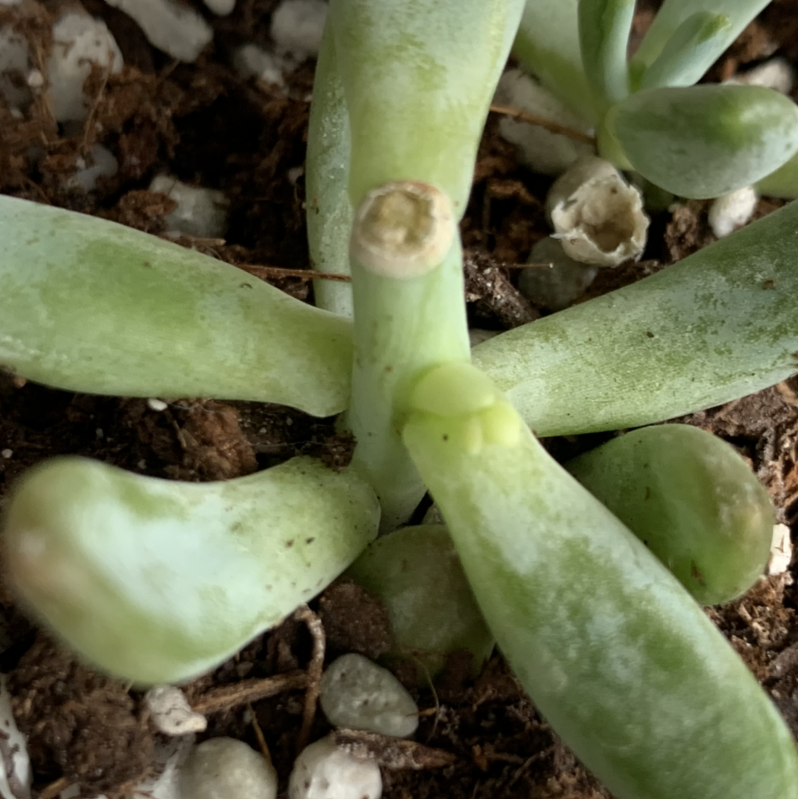 Belle Blue plant photo by @blairular named Osmo on Greg, the plant care app.