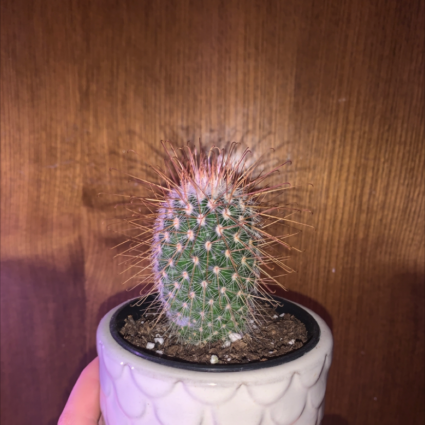 A healthy Navajo Bridge Prickly Pear cactus in a white pot with visible soil.
