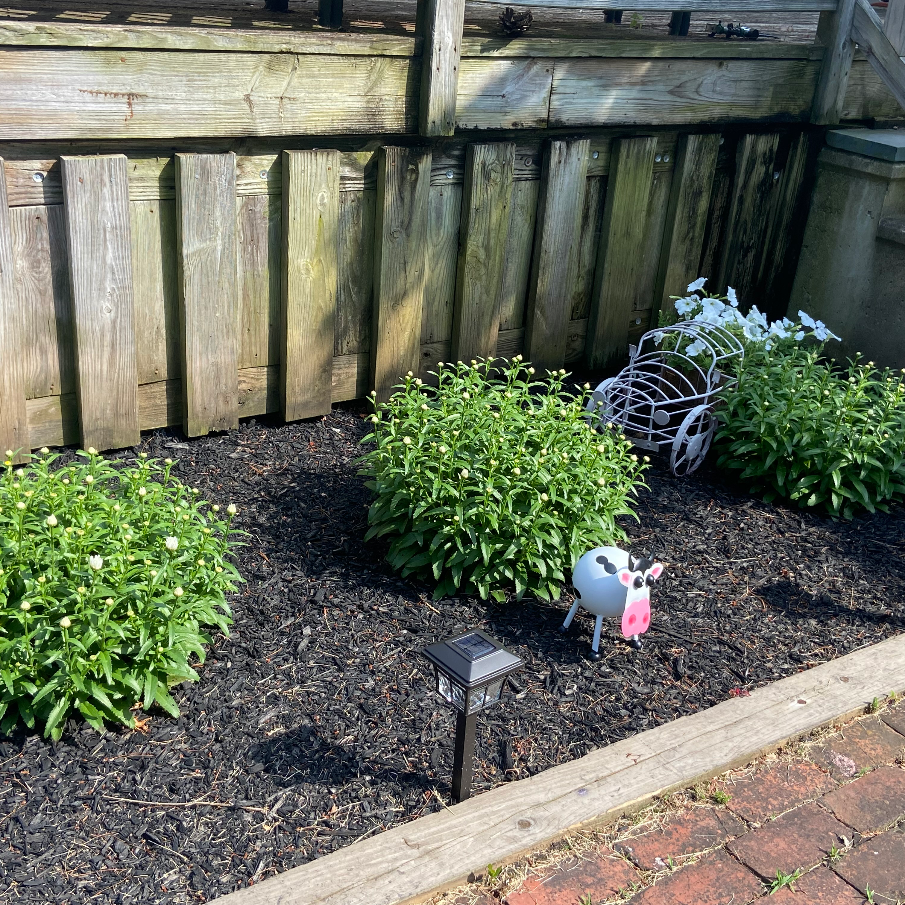 how to propagate shasta daisies