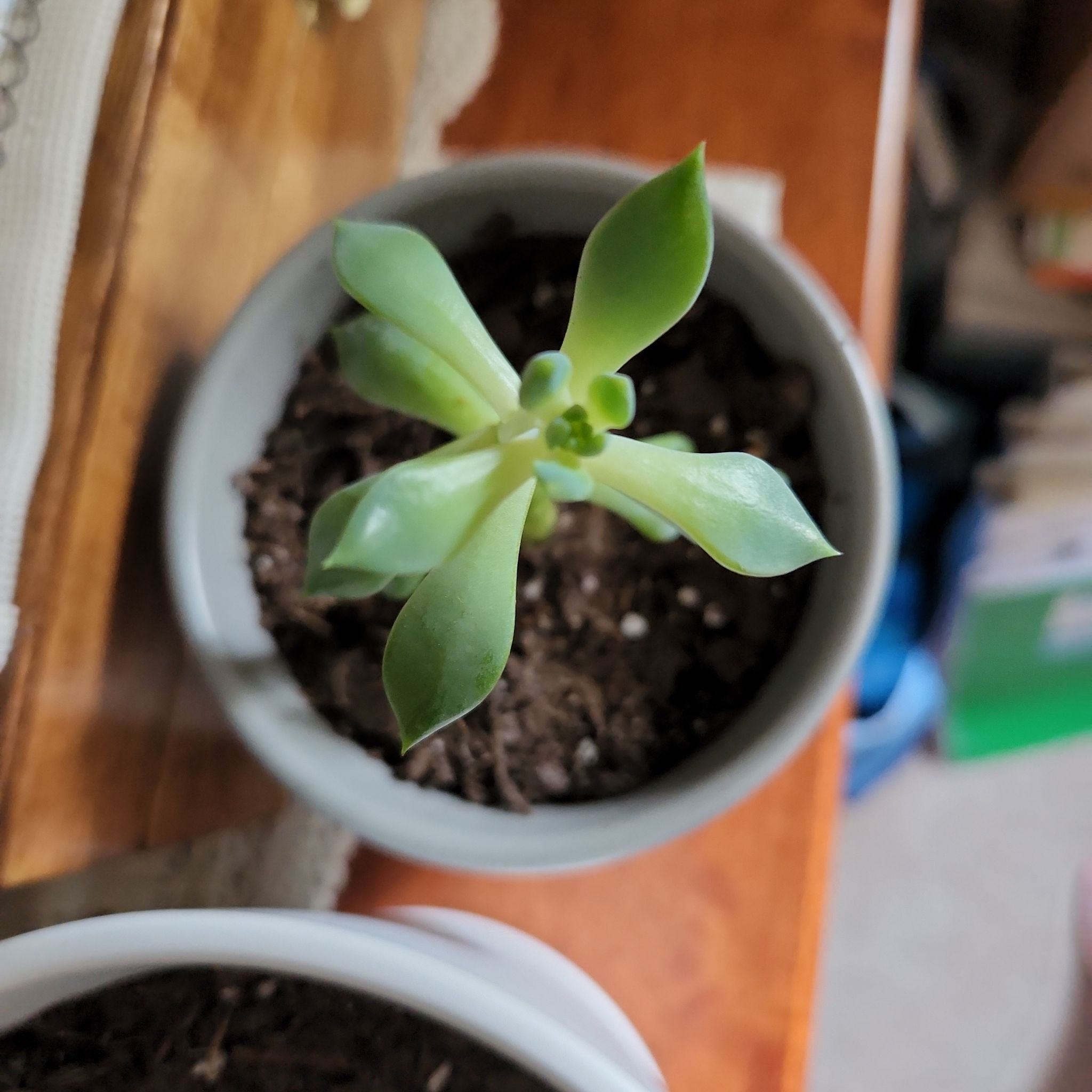 Photo of the plant species Echeveria 'Green Prince' by @ThrivingCentro named Lil Tex on Greg, the plant care app