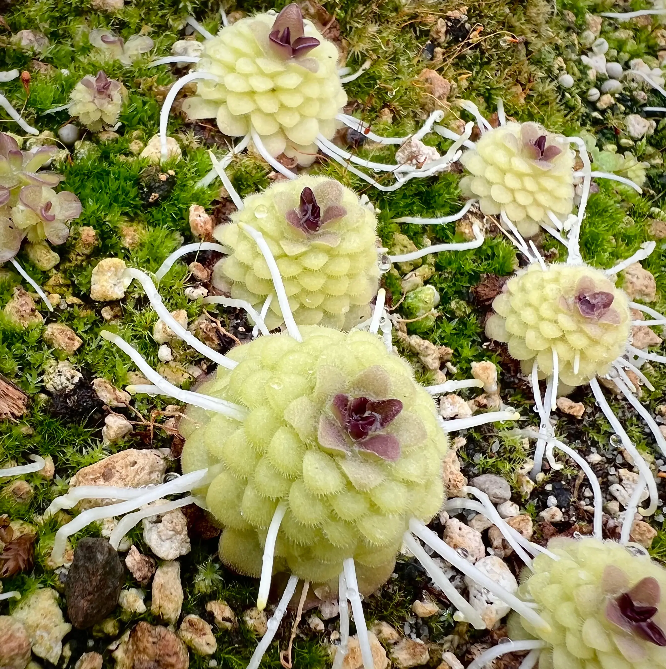 Photo of the plant species Queen Cthulhu Butterwort by @ForFoxSake named Queen Cthulhu on Greg, the plant care app