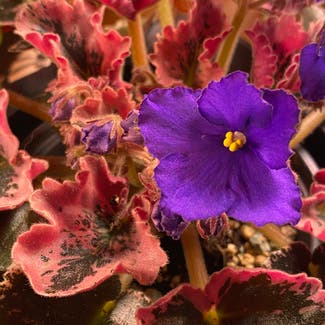 Optimara Modesty African Violet plant in Marietta, Georgia