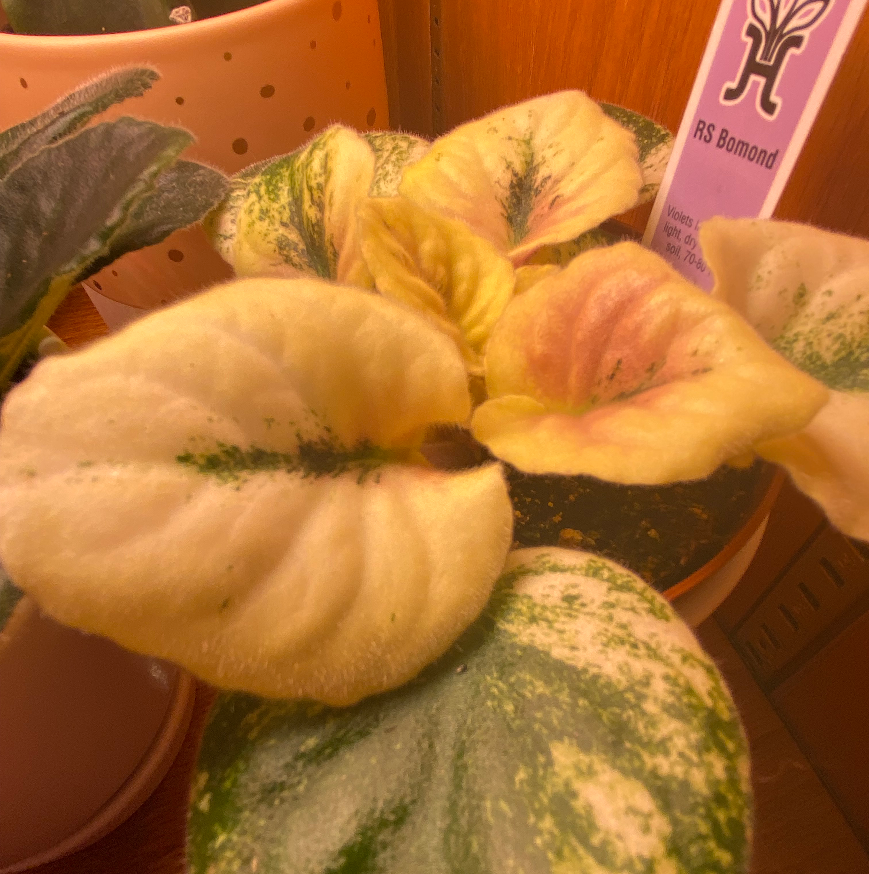 Plant care for african mask on Greg, the plant care app