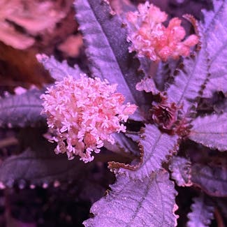 Dark Mystery Pilea plant in Marietta, Georgia