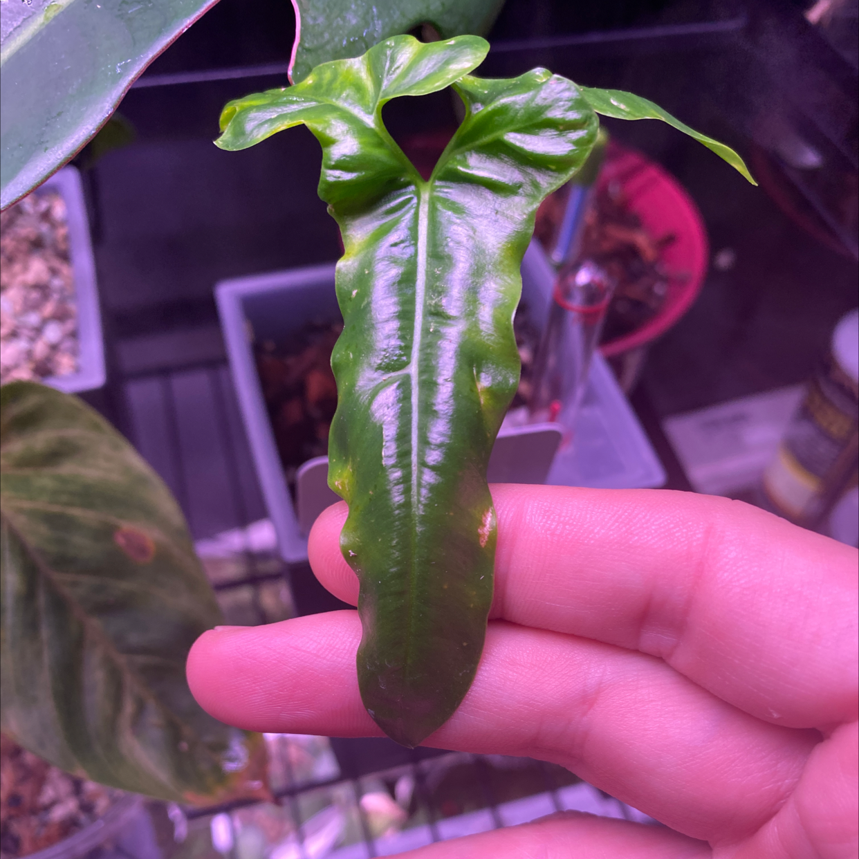 Photo of the plant species African Fantasy Thaumatophyllum by @ForFoxSake named Thaumatophyllum on Greg, the plant care app