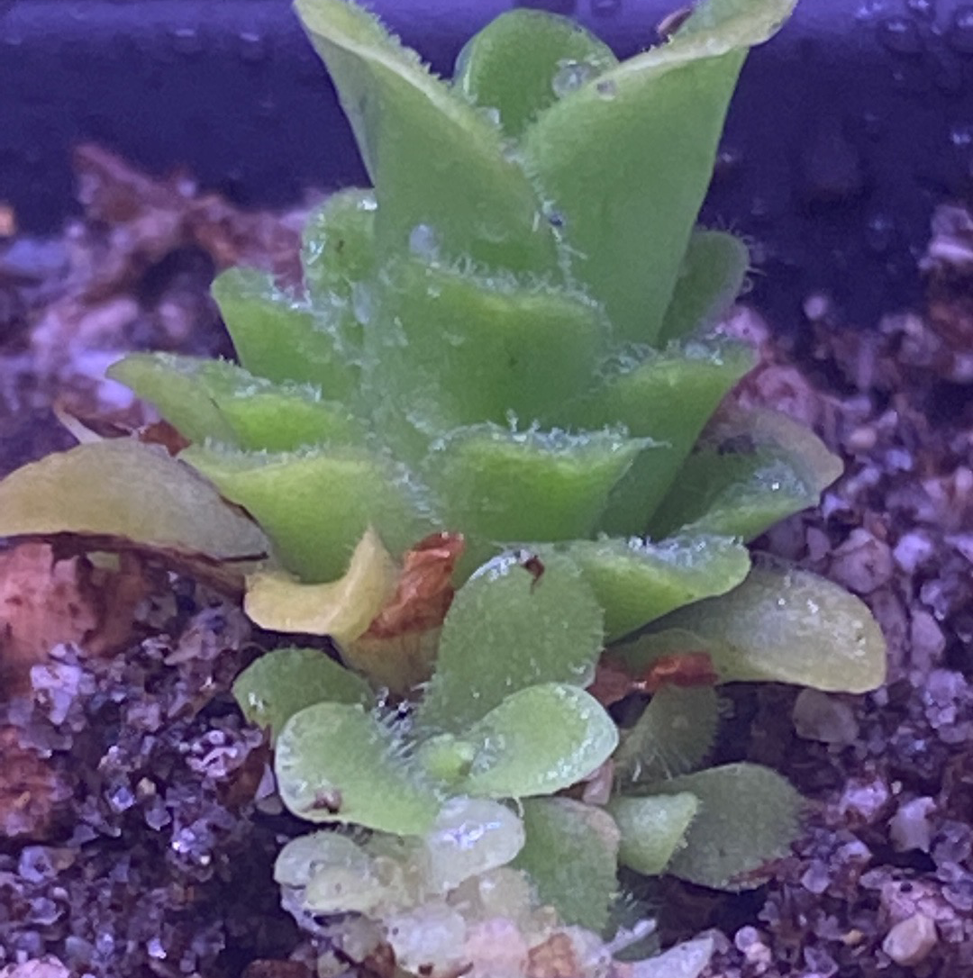 Photo of the plant species Bebop Lollipop Butterwort by @ForFoxSake named Bigleef Smalls on Greg, the plant care app