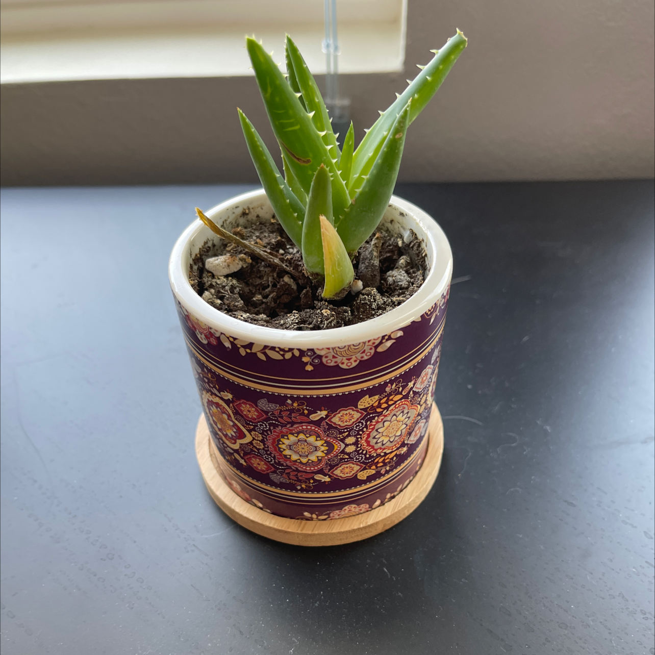 Potted Short-Leaved Aloe plant on a dark surface in a decorative pot.