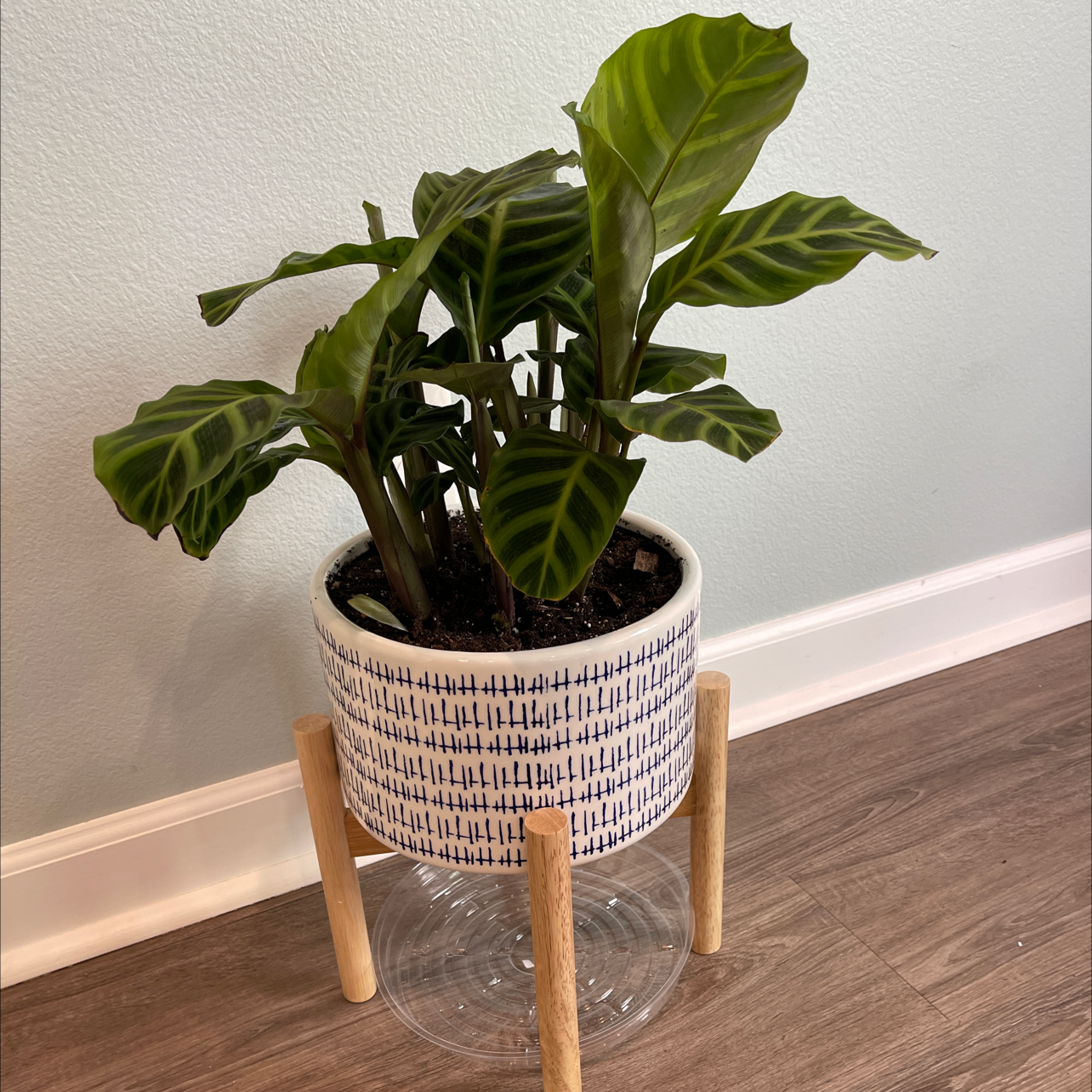 Potted Zebra Calathea plant with vibrant green leaves and zebra-like patterns.