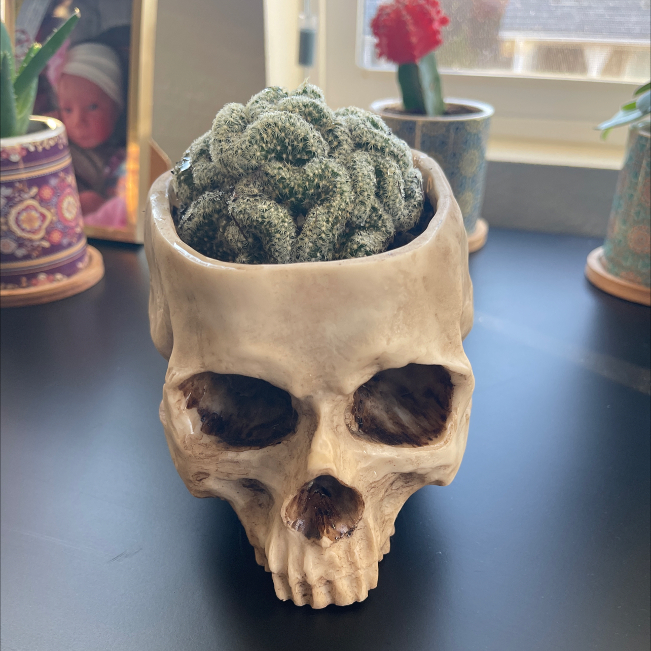 Photo of the plant species Brain Cactus by Alison named The crypt keeper on Greg, the plant care app