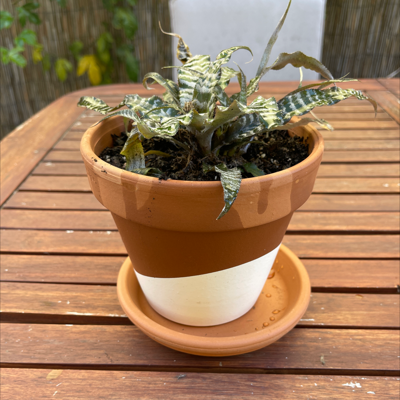 Potted Earth Stars plant with variegated leaves and some browning, placed on a wooden table.