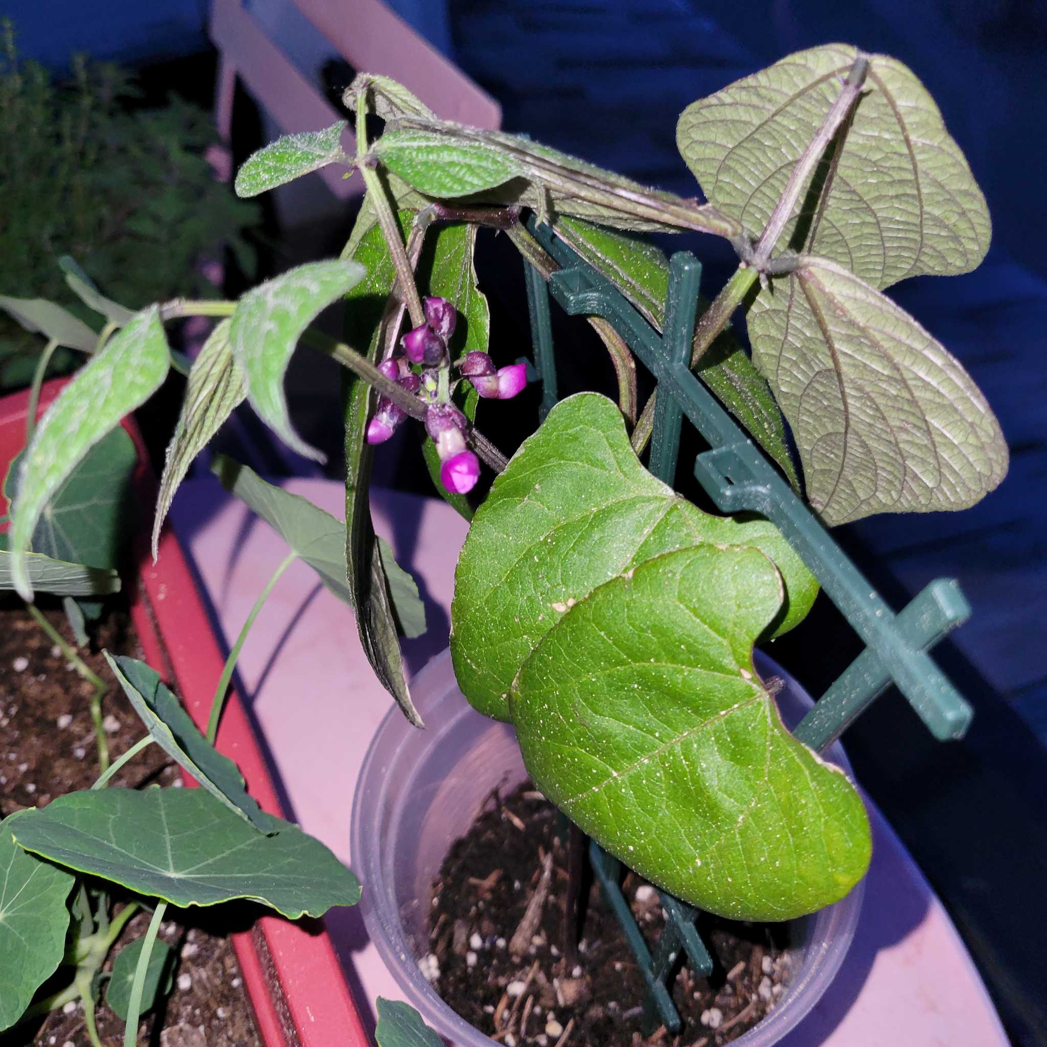 Bittersweet plant with green leaves and purple flowers, supported by a trellis.