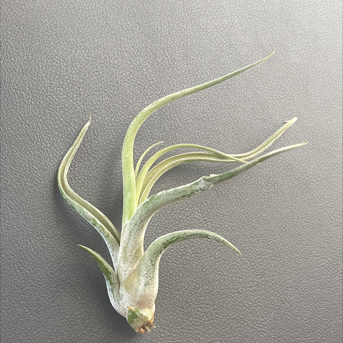 Photo of the plant species Medusa Head Air Plant by @FlashyCapsicum named Medusa on Greg, the plant care app