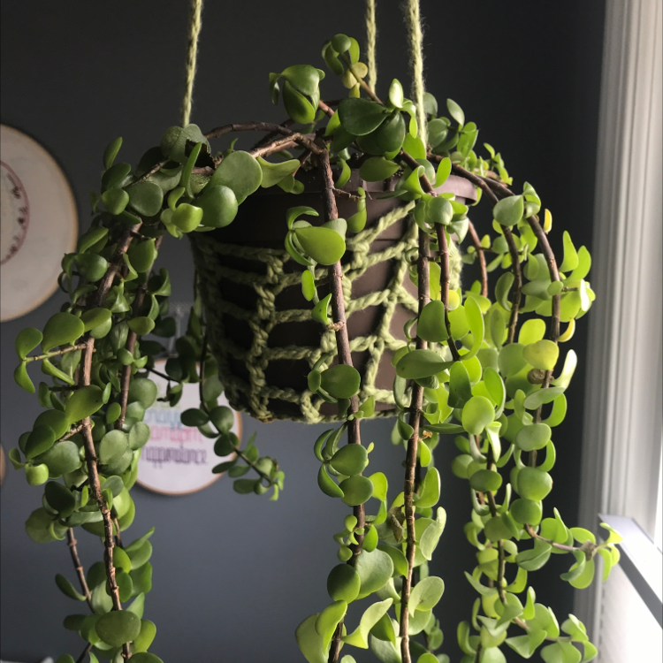 Photo of the plant species Elephant Bush by @juleen named Elephant bush on Greg, the plant care app