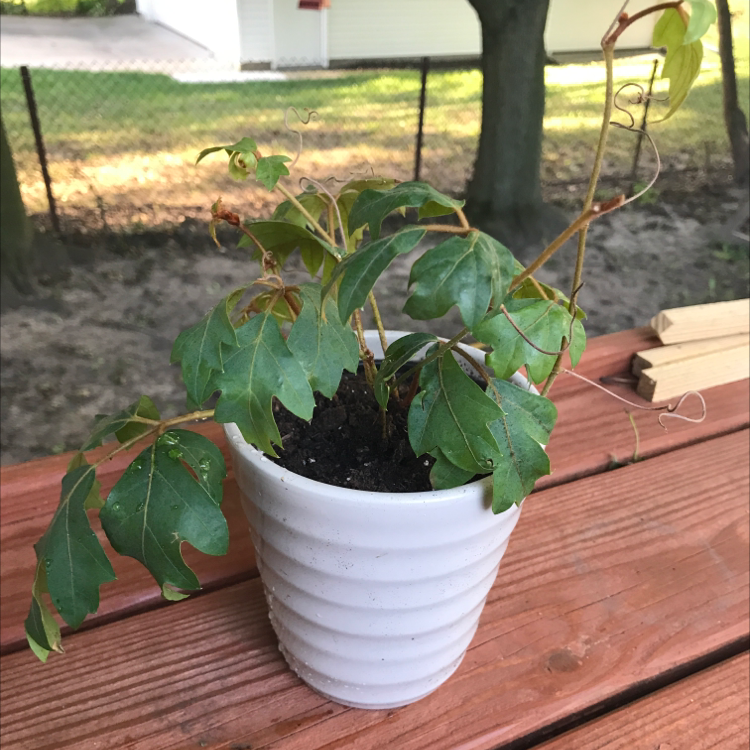 Photo of the plant species Grape Ivy by @juleen named Ivan on Greg, the plant care app