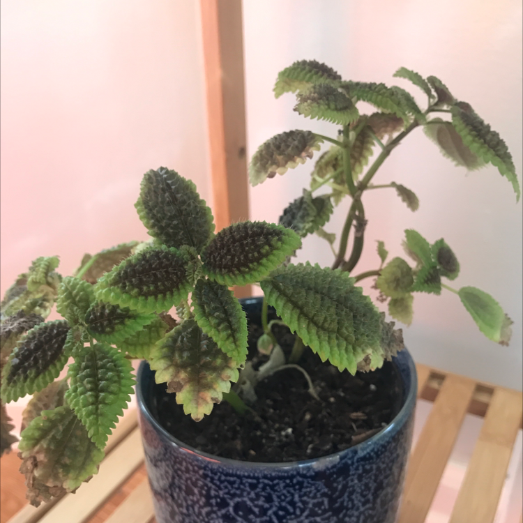 Photo of the plant species Pilea mollis by @juleen named Molly Popcorn on Greg, the plant care app