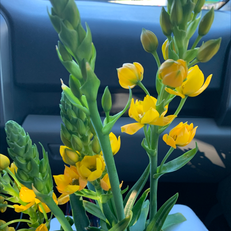 Photo of the plant species Orange Sun Star by Janis named Your plant on Greg, the plant care app