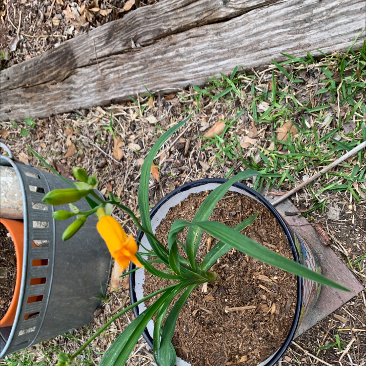 Potted Orange Daylily with a single orange flower and green leaves.