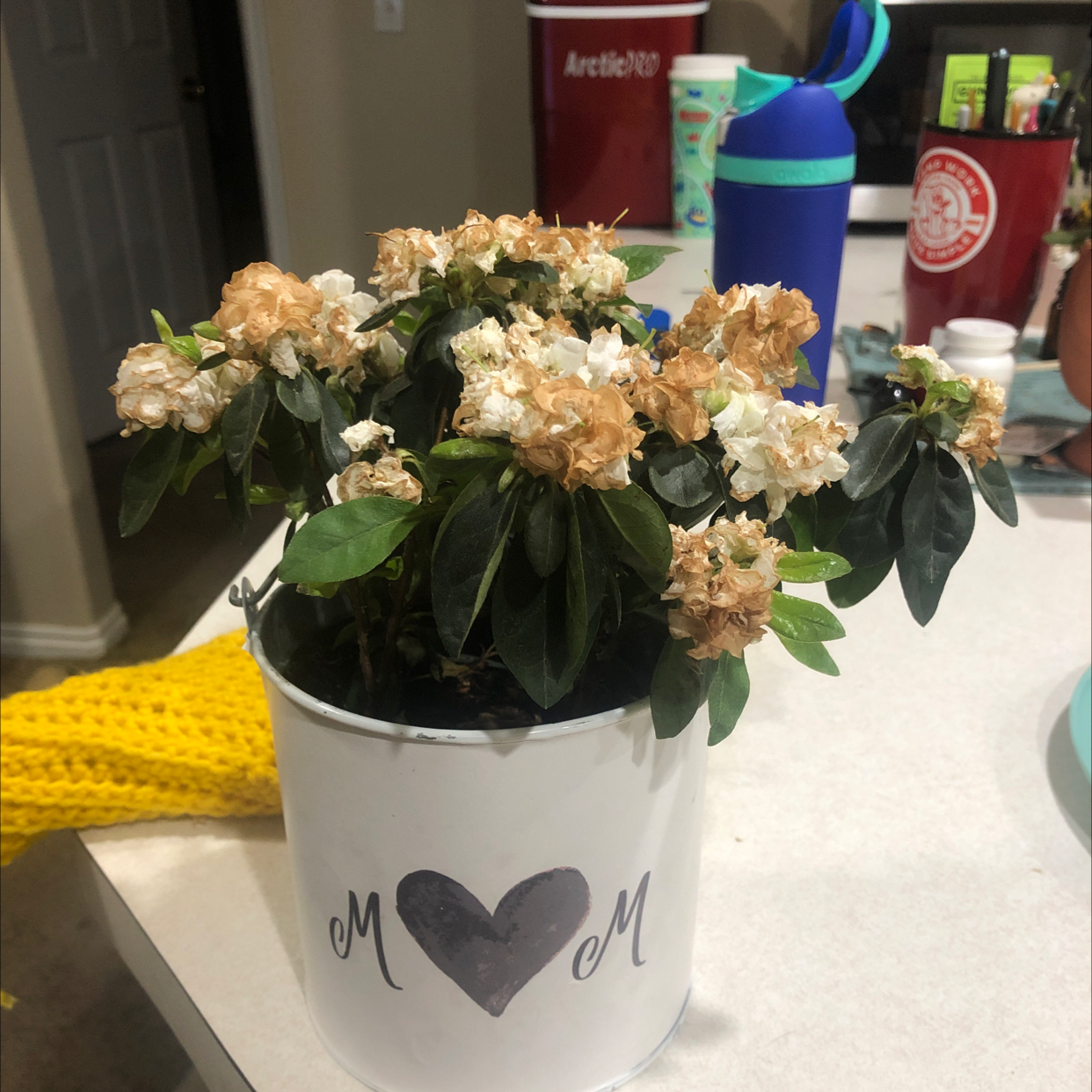 Potted plant with browning flowers and green leaves on a countertop.