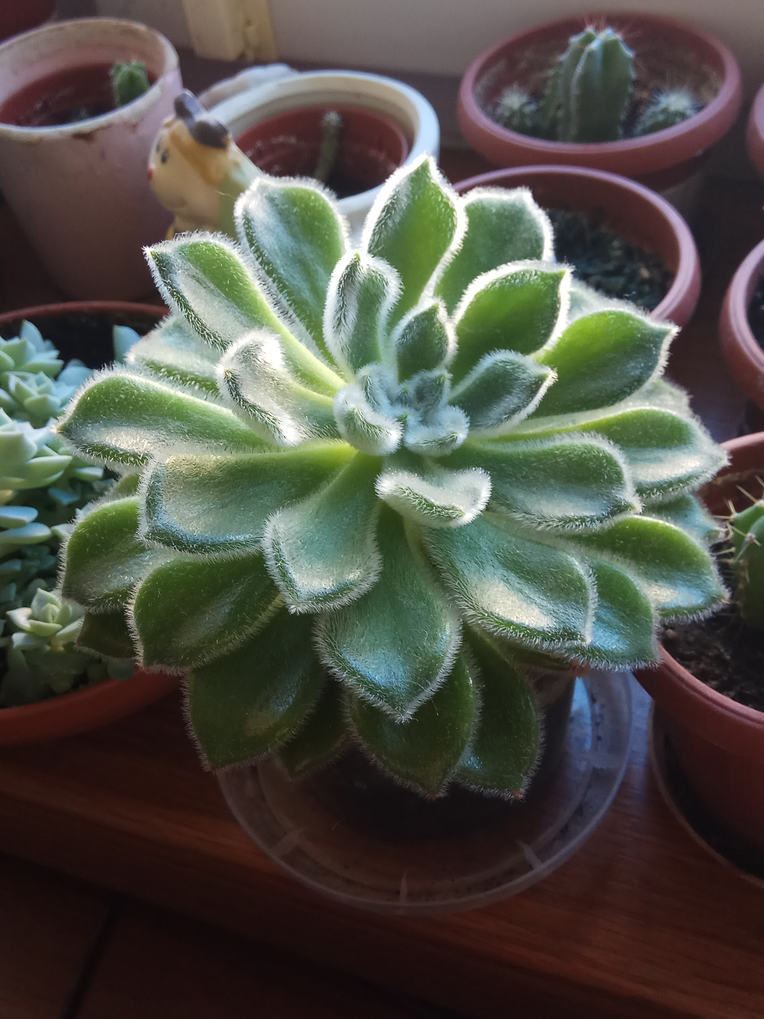 Photo of the plant species Mexican Firecracker by @akella124 named Fluffy on Greg, the plant care app