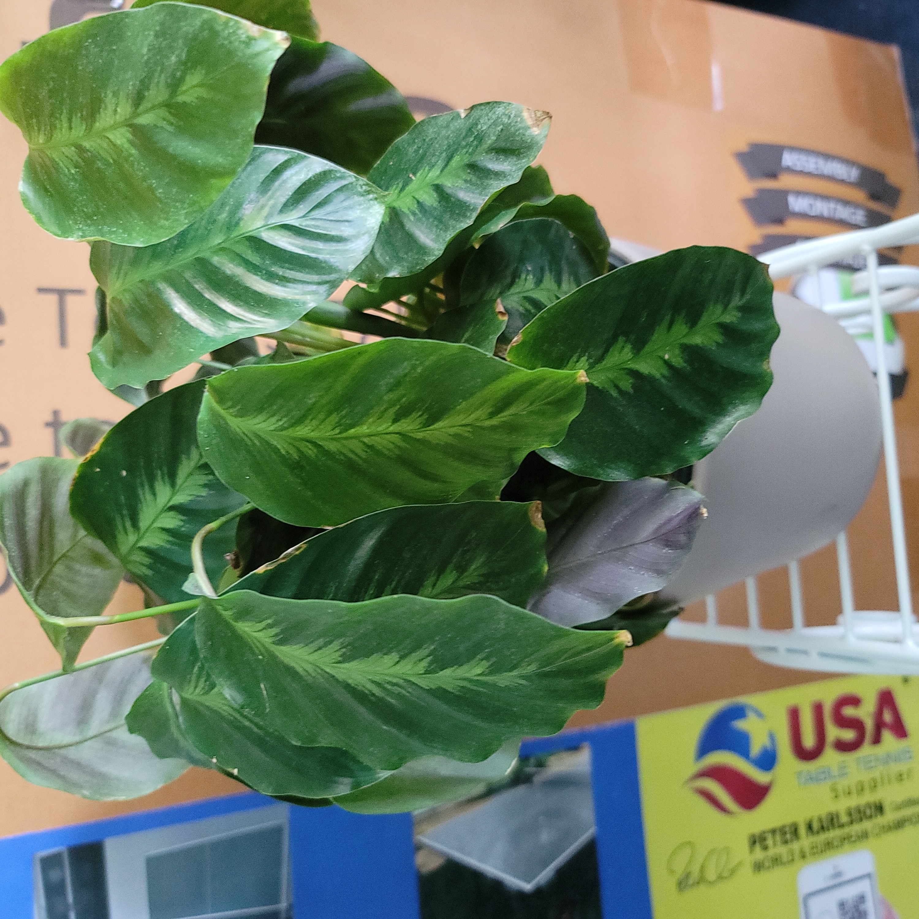 Photo of the plant species Goeppertia louisae by @GrandTawa named Prayer plant porch on Greg, the plant care app