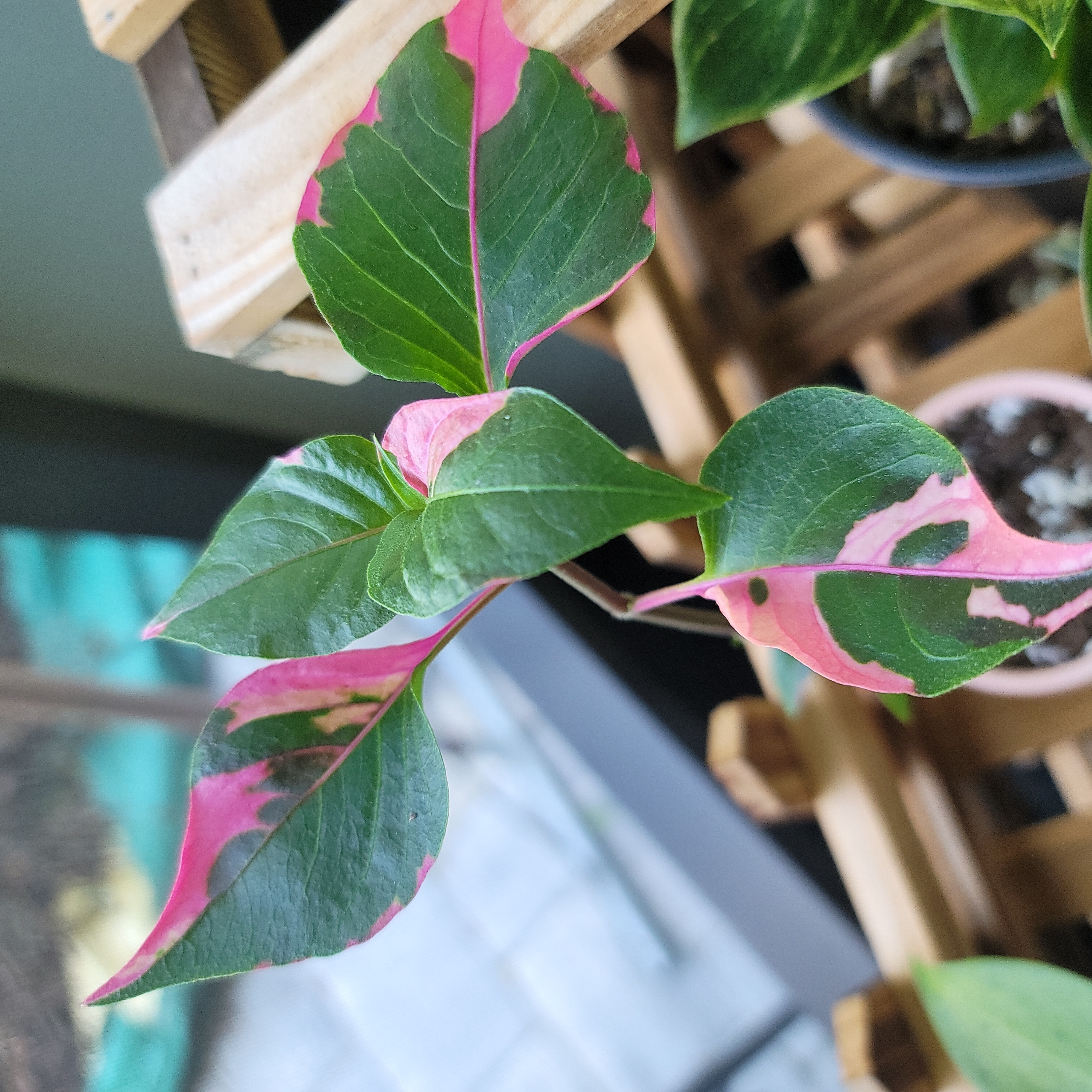 Photo of the plant species Alternanthera by @GrandTawa named Party on Greg, the plant care app