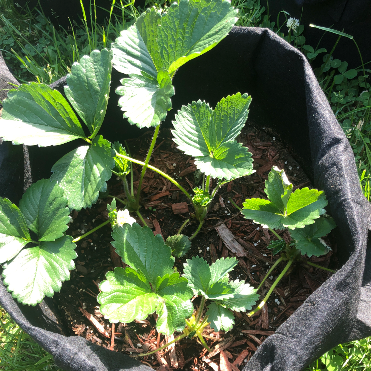 California Strawberry plant in a black fabric pot with healthy green leaves.