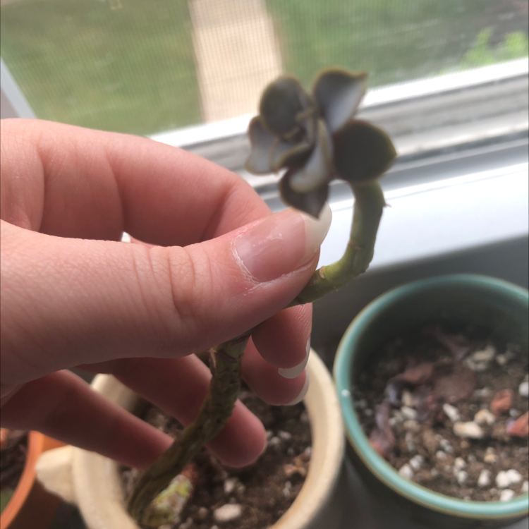 Hand holding a Painted Lady plant with some leaf discoloration, soil visible in the background.