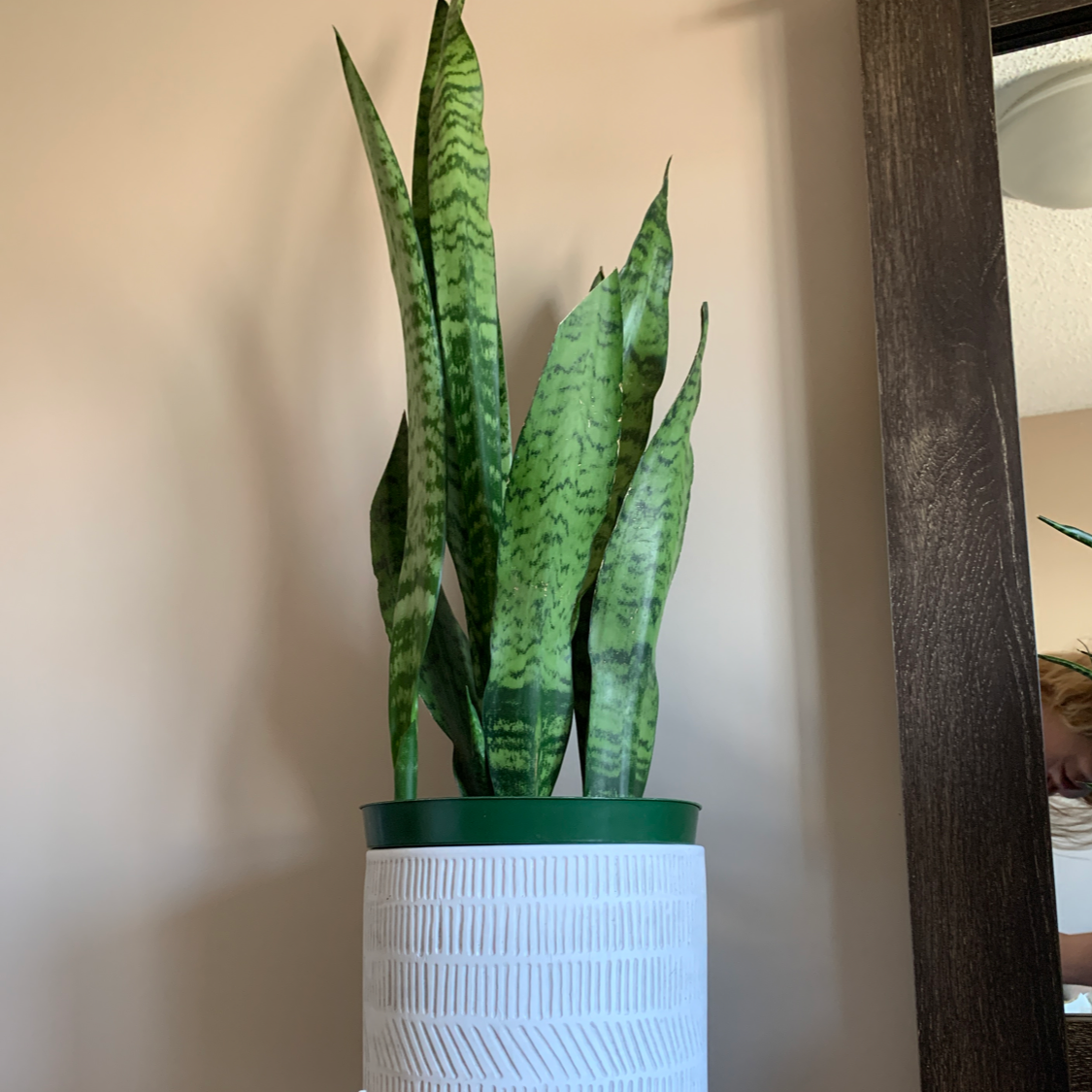 Snake Plant plant photo by @ciara.re named Sanders on Greg, the plant care app.