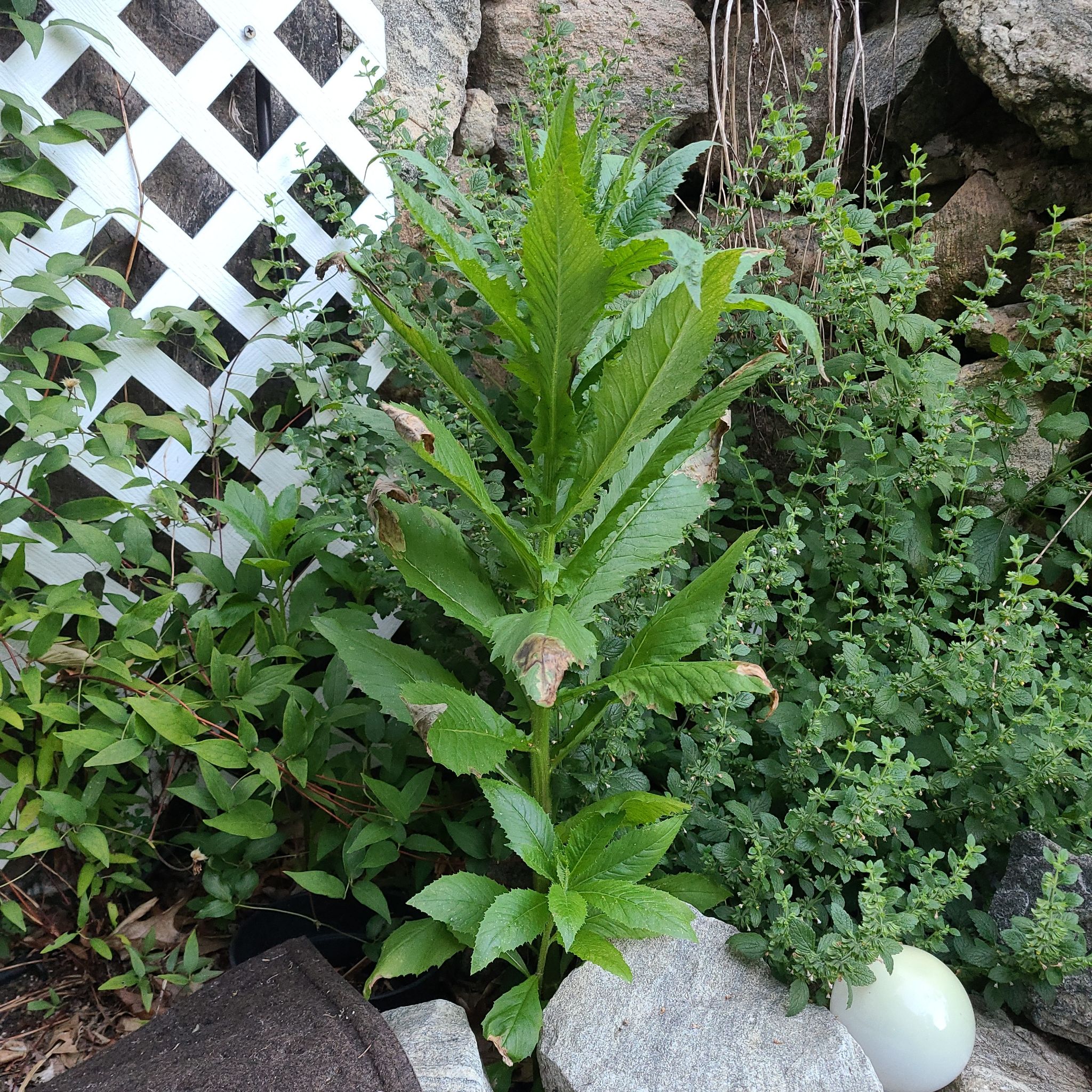 Photo of the plant species fireweed by @FacileTomato named Don't know on Greg, the plant care app