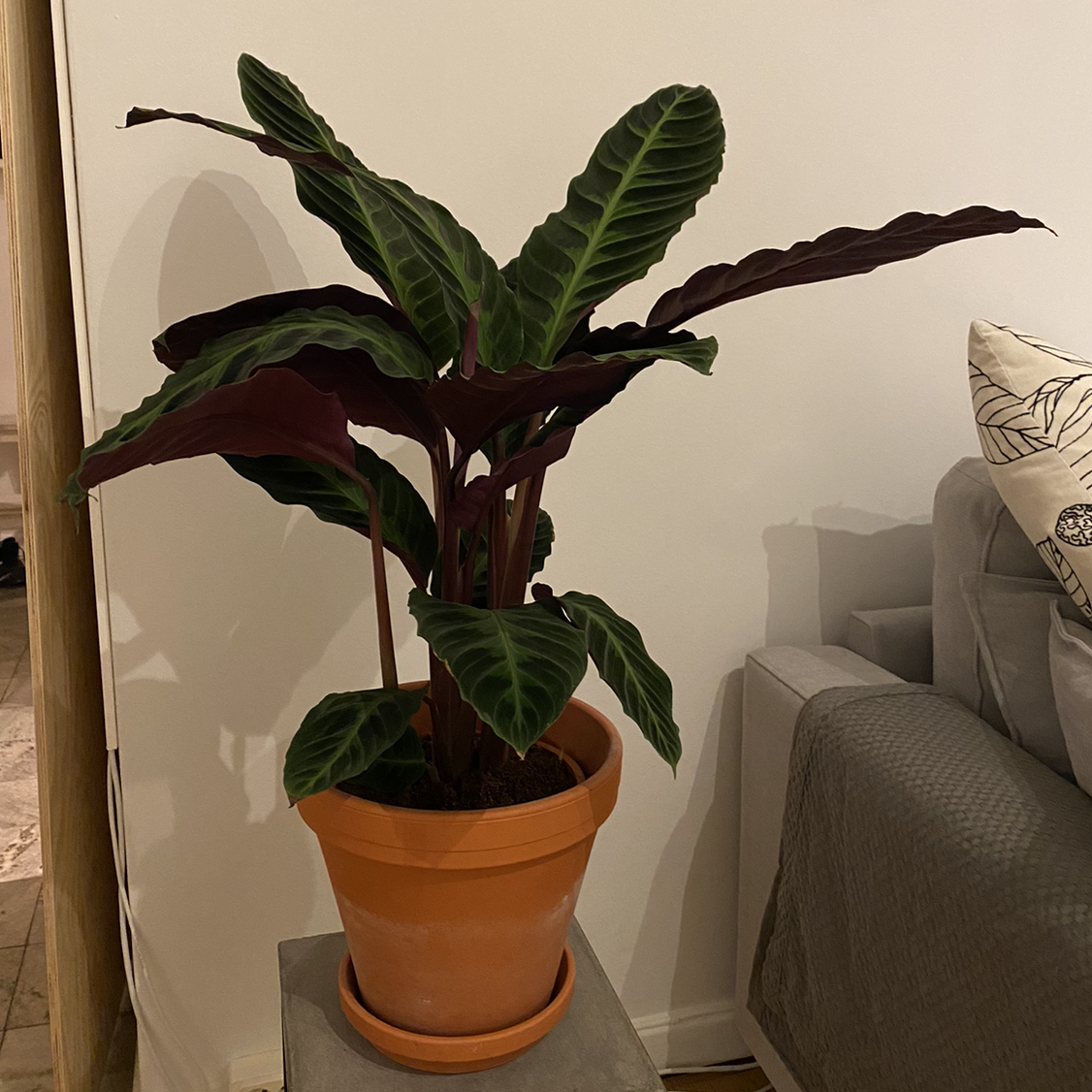 Photo of the plant species Jungle Velvet by @AndreasCarlsson named Calathea on Greg, the plant care app