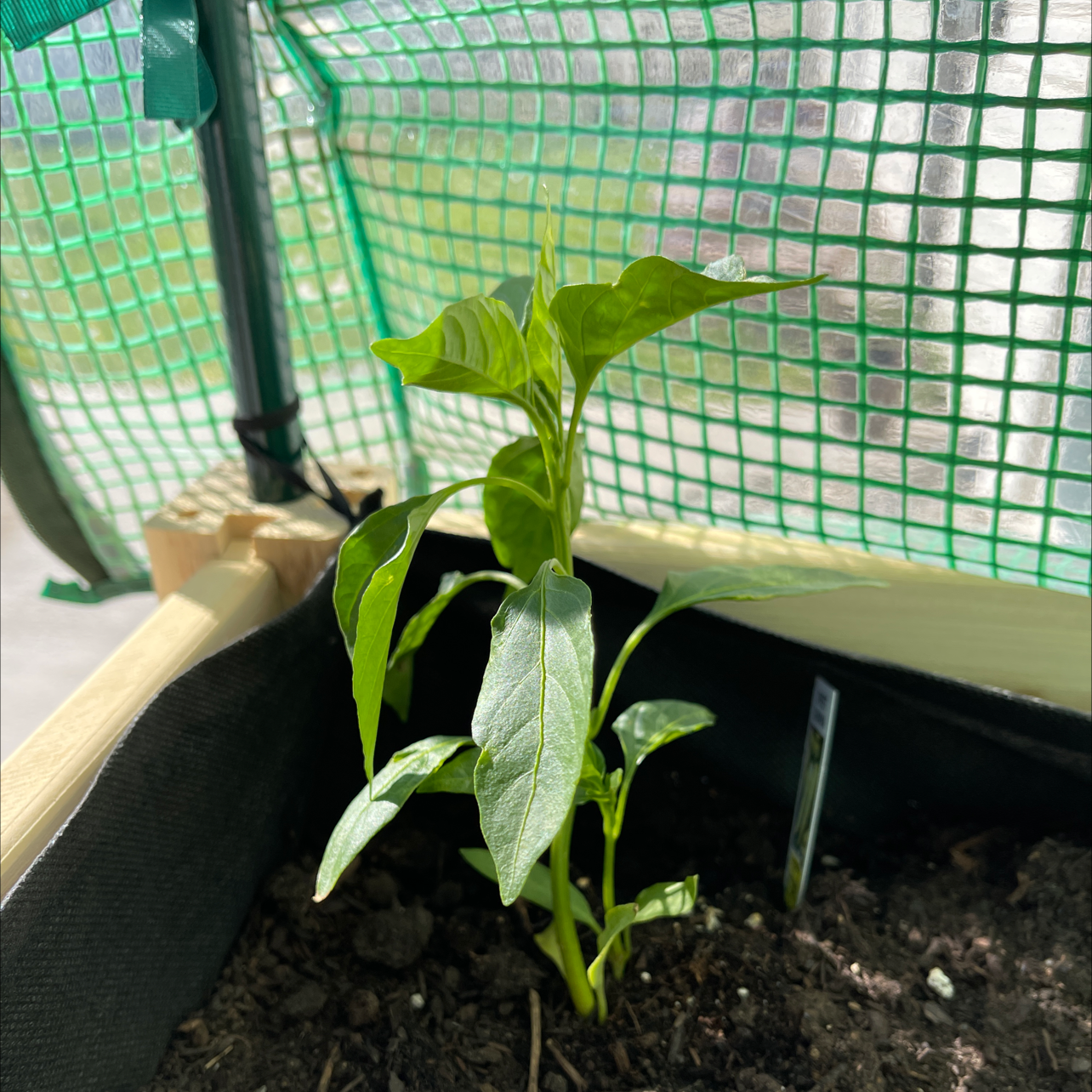 Young Banana Pepper plant in a container with visible soil, healthy green leaves.